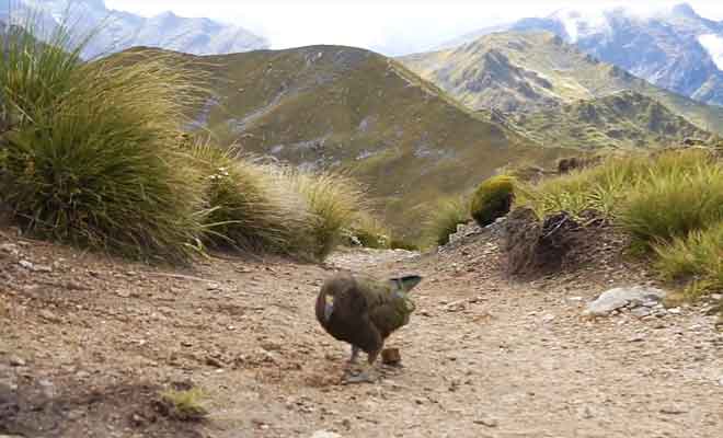 Kea dans la nature sauvage