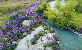 Lupins en fleur sur le rivage du lac