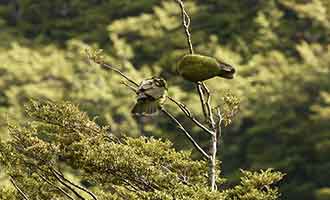 Reportage sur le kea des montagnes