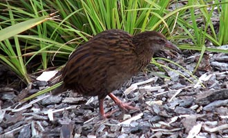 Le weka n'a pas peur de l'homme et vous pourrez le croiser sur les sentiers de Punakaiki.