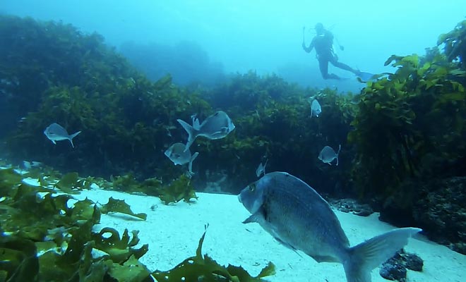 Le site de plongée de Poor Knight Island fait parti des meilleurs du monde selon le Commandant Cousteau.