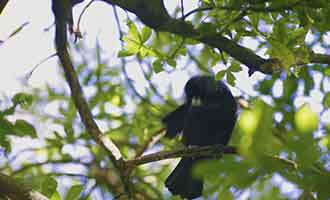 Département de la Conservation à Rangitoto
