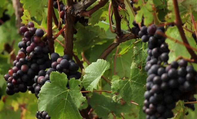 Découvrez le secret des vignobles de Nouvelle-Zélande dans la deuxième partie du reportage.