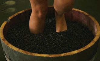 La partie du reportage consacré aux vendanges.