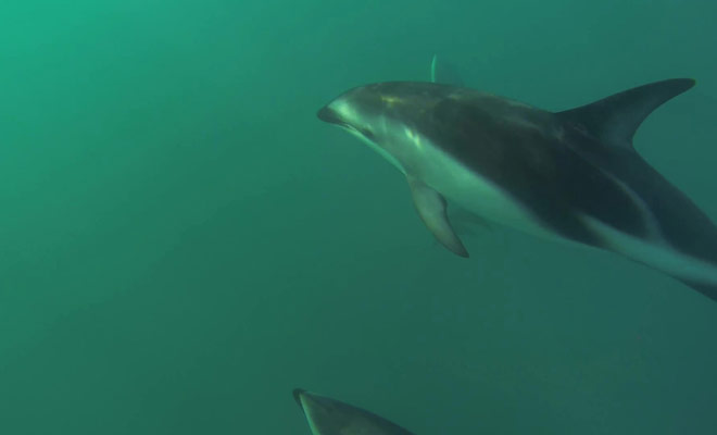 Ce documentaire représente la nage avec les dauphins dans la péninsule de Kaikoura, au large de l'île du Sud.