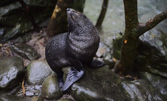 Une vidéo amusante qui vous montre comment les bébés otaries apprennent à nager.