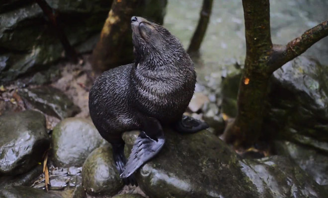 Une vidéo amusante qui vous montre comment les bébés otaries apprennent à nager.