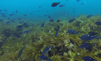 Une vidéo remarquable où le plongeur sous l'océan est entouré de centaines de poissons.