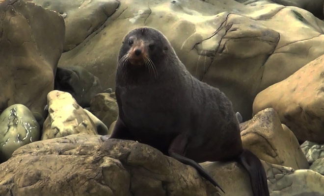 Un petit reportage sur les otaries à fourrure qui peuplent les rivages de Nouvelle-Zélande.