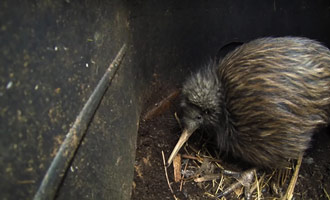 Ce documentaire très bien réalisé vous apprendra tout ce qu'il faut savoir sur les kiwis.