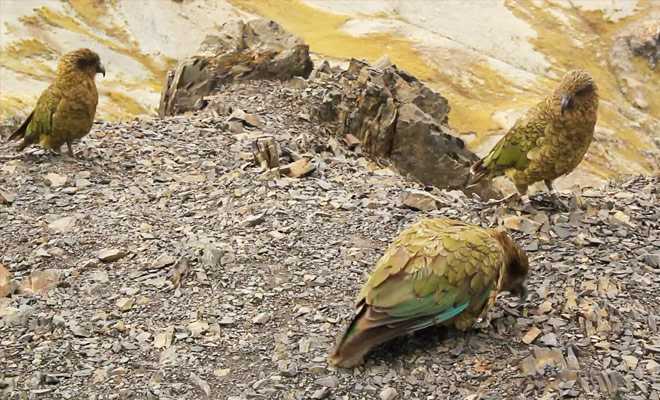 Découvrez comment vivent les perroquets Kea Peuple les montagnes de Nouvelle-Zélande sur l'île du Sud.