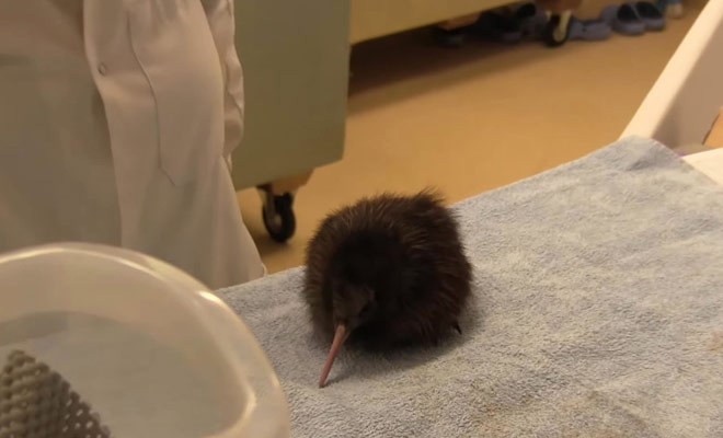 Ce documentaire vous montre le travail des bénévoles qui soignent et aident à grandir les bébés Kiwis.