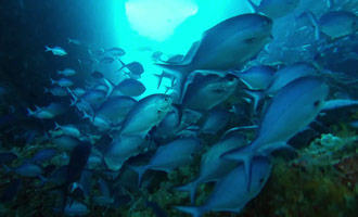 Même si on ne trouve pas de poissons tropicaux la vie aquatique est incroyablement riche et variée.