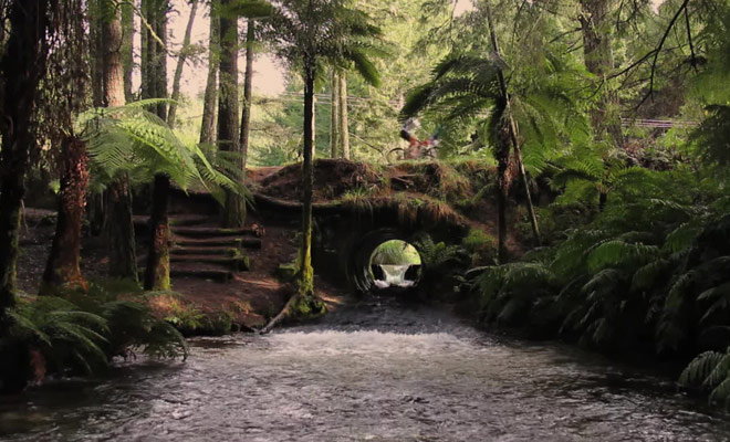 Explorez les sentiers de la forêt de Redwood à vélo.