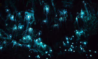 Grottes de Waitomo, Waikato